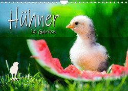 Hühner im Garten (Wandkalender 2023 DIN A4 quer) von Zabel,  Fotografie