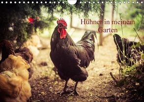Hühner in meinem Garten (Wandkalender 2018 DIN A4 quer) von Meyer,  Manuela