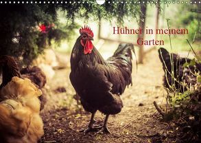 Hühner in meinem Garten (Wandkalender 2019 DIN A3 quer) von Meyer,  Manuela