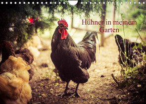 Hühner in meinem Garten (Wandkalender 2023 DIN A4 quer) von Meyer,  Manuela