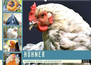 Hühner. Intelligent, schön und faszinierend (Wandkalender 2023 DIN A2 quer) von Hurley,  Rose