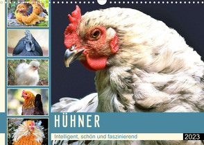 Hühner. Intelligent, schön und faszinierend (Wandkalender 2023 DIN A3 quer) von Hurley,  Rose