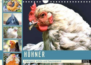 Hühner. Intelligent, schön und faszinierend (Wandkalender 2023 DIN A4 quer) von Hurley,  Rose