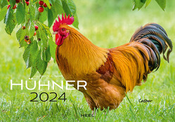Hühner Kalender 2024 von KLEIN