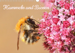 Hummeln und Bienen (Wandkalender 2023 DIN A3 quer) von Kohrt,  Stephanie