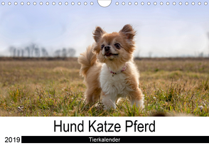 Hund Katze PferdAT-Version (Wandkalender 2019 DIN A4 quer) von Hutterer Fotografie,  Martha