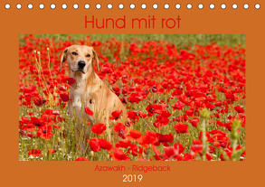 Hund mit rot – Azawakh – Ridgeback (Tischkalender 2019 DIN A5 quer) von Bölts,  Meike