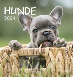 Hunde 2024 von Korsch Verlag