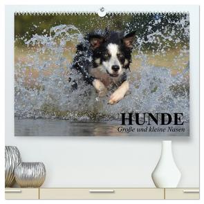 Hunde. Große und kleine Nasen (hochwertiger Premium Wandkalender 2024 DIN A2 quer), Kunstdruck in Hochglanz von Stanzer,  Elisabeth