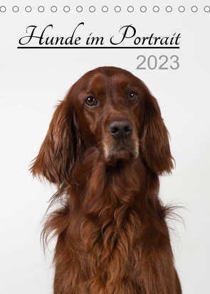 Hunde im Portrait (Tischkalender 2023 DIN A5 hoch) von Bollich,  Heidi