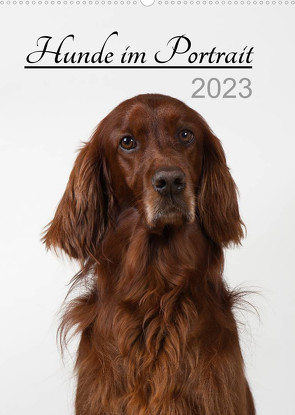 Hunde im Portrait (Wandkalender 2023 DIN A2 hoch) von Bollich,  Heidi