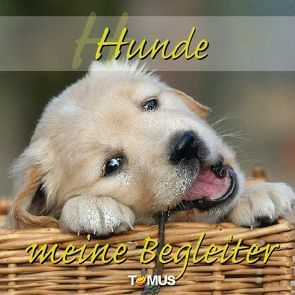 Hunde – meine Begleiter