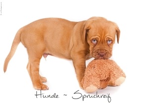 Hunde-Spruchreif (Posterbuch DIN A4 quer) von Hundeimpressionen Anja Kiefer,  ©