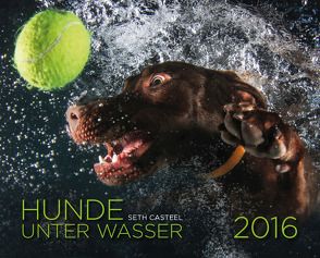 Hunde unter Wasser 2016 von Casteel,  Seth