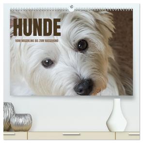Hunde – vom Mischling bis zum Rassehund (hochwertiger Premium Wandkalender 2024 DIN A2 quer), Kunstdruck in Hochglanz von Rohde,  Angela