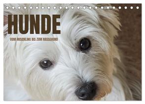 Hunde – vom Mischling bis zum Rassehund (Tischkalender 2024 DIN A5 quer), CALVENDO Monatskalender von Rohde,  Angela