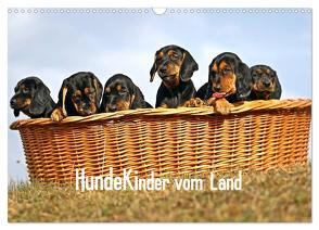 Hundekinder vom Land (Wandkalender 2024 DIN A3 quer), CALVENDO Monatskalender von Müller,  Beatrice