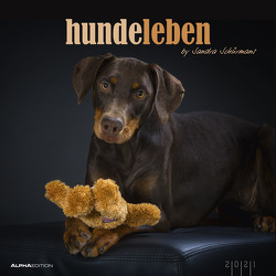 Hundeleben 2021 – Bild-Kalender 33×33 cm – Dogs – Tierkalender – mit schönen Zitaten – Wandplaner – Alpha Edition