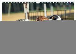 Hunderennen (Wandkalender 2024 DIN A3 quer), CALVENDO Monatskalender von Bleicher,  Renate