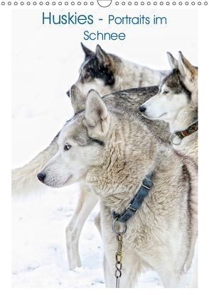 Huskies – Portraits im Schnee (Wandkalender 2019 DIN A3 hoch) von Brunner-Klaus,  Liselotte