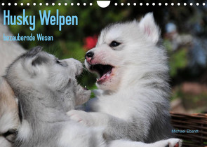 Husky Welpen (Wandkalender 2023 DIN A4 quer) von Ebardt,  Michael