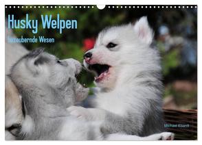 Husky Welpen (Wandkalender 2024 DIN A3 quer), CALVENDO Monatskalender von Ebardt,  Michael