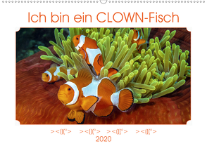 Ich bin ein CLOWN-Fisch (Wandkalender 2020 DIN A2 quer) von Gödecke,  Dieter