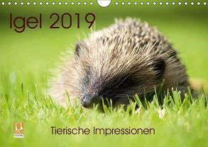 Igel 2019. Tierische Impressionen (Wandkalender 2019 DIN A4 quer) von Lehmann (Hrsg.),  Steffani