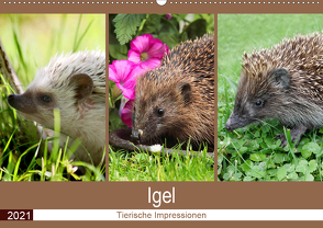 Igel 2021. Tierische Impressionen (Wandkalender 2021 DIN A2 quer) von Lehmann (Hrsg.),  Steffani