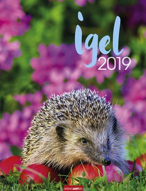 Igel – Kalender 2019 von Weingarten