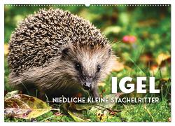 Igel – Niedliche kleine Stachelritter (Wandkalender 2024 DIN A2 quer), CALVENDO Monatskalender von SF,  SF