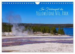 Im Farbenspiel des Yellowstone Natl. Park (Wandkalender 2024 DIN A4 quer), CALVENDO Monatskalender von Drafz,  Silvia