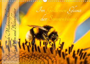 Im Goldenen Glanz der Sonnenblume (Wandkalender 2023 DIN A3 quer) von Danica Krunic,  Dr.