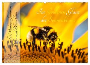 Im Goldenen Glanz der Sonnenblume (Wandkalender 2024 DIN A2 quer), CALVENDO Monatskalender von Danica Krunic,  Dr.