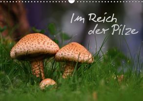 Im Reich der Pilze (Wandkalender 2019 DIN A3 quer) von N.,  N.