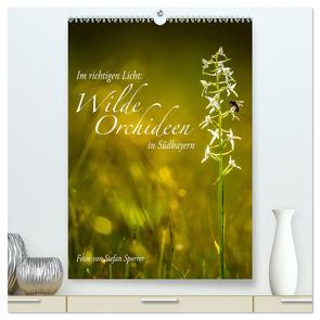 Im richtigen Licht: Wilde Orchideen in Südbayern (hochwertiger Premium Wandkalender 2024 DIN A2 hoch), Kunstdruck in Hochglanz von Spörrer,  Stefan