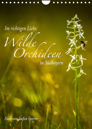 Im richtigen Licht: Wilde Orchideen in Südbayern (Wandkalender 2023 DIN A4 hoch) von Spörrer,  Stefan