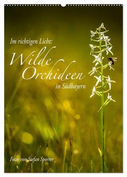Im richtigen Licht: Wilde Orchideen in Südbayern (Wandkalender 2024 DIN A2 hoch), CALVENDO Monatskalender von Spörrer,  Stefan