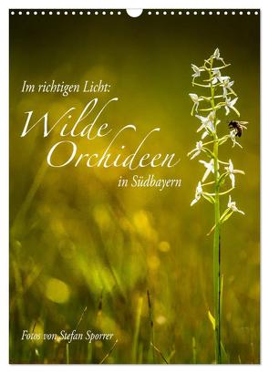 Im richtigen Licht: Wilde Orchideen in Südbayern (Wandkalender 2024 DIN A3 hoch), CALVENDO Monatskalender von Spörrer,  Stefan