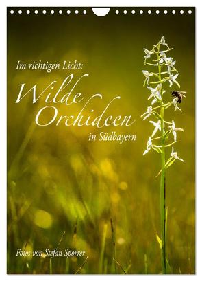 Im richtigen Licht: Wilde Orchideen in Südbayern (Wandkalender 2024 DIN A4 hoch), CALVENDO Monatskalender von Spörrer,  Stefan