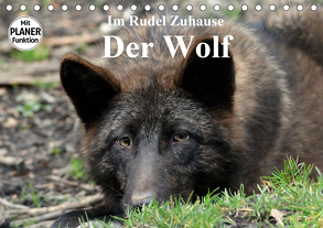 Im Rudel Zuhause – Der Wolf (Tischkalender 2020 DIN A5 quer) von Klatt,  Arno