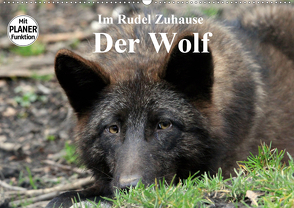 Im Rudel Zuhause – Der Wolf (Wandkalender 2020 DIN A2 quer) von Klatt,  Arno