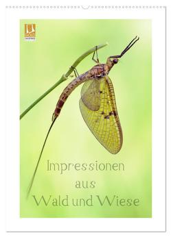 Impressionen aus Wald und Wiese (Wandkalender 2024 DIN A2 hoch), CALVENDO Monatskalender von Schnepp,  Rolf
