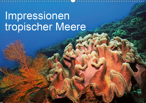 Impressionen tropischer Meere (Wandkalender 2021 DIN A2 quer) von Rauchenwald,  Martin