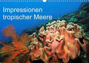 Impressionen tropischer Meere (Wandkalender 2022 DIN A3 quer) von Rauchenwald,  Martin