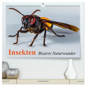 Insekten • Bizarre Naturwunder (hochwertiger Premium Wandkalender 2024 DIN A2 quer), Kunstdruck in Hochglanz von Stanzer,  Elisabeth