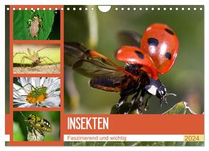 Insekten. Faszinierend und wichtig (Wandkalender 2024 DIN A4 quer), CALVENDO Monatskalender von Stanzer,  Elisabeth