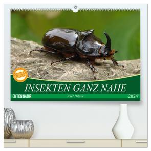 INSEKTEN GANZ NAHE (hochwertiger Premium Wandkalender 2024 DIN A2 quer), Kunstdruck in Hochglanz von Hilger,  Axel