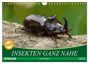 INSEKTEN GANZ NAHE (Wandkalender 2024 DIN A4 quer), CALVENDO Monatskalender von Hilger,  Axel