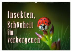 Insekten, Schönheit im verborgenen (Wandkalender 2024 DIN A2 quer), CALVENDO Monatskalender von Gödecke,  Dieter